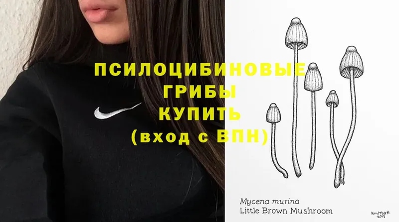 Галлюциногенные грибы Psilocybe  купить   Комсомольск-на-Амуре 